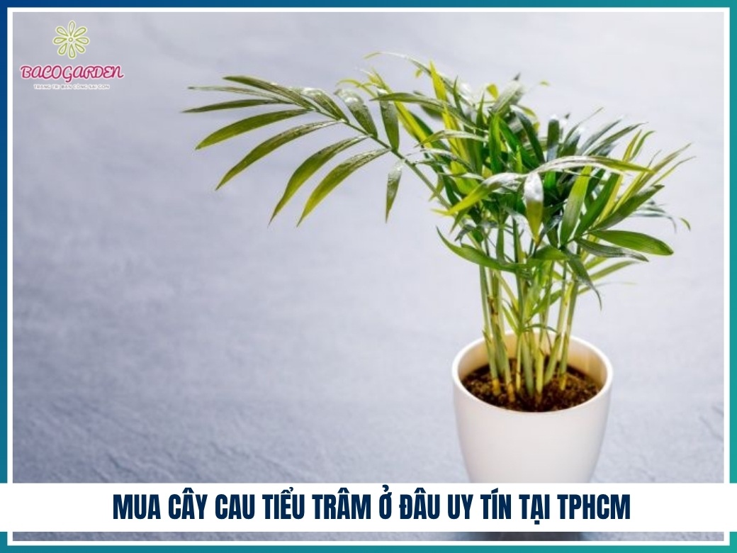 Mua cây cau tiểu trâm ở đâu uy tín tại TPHCM