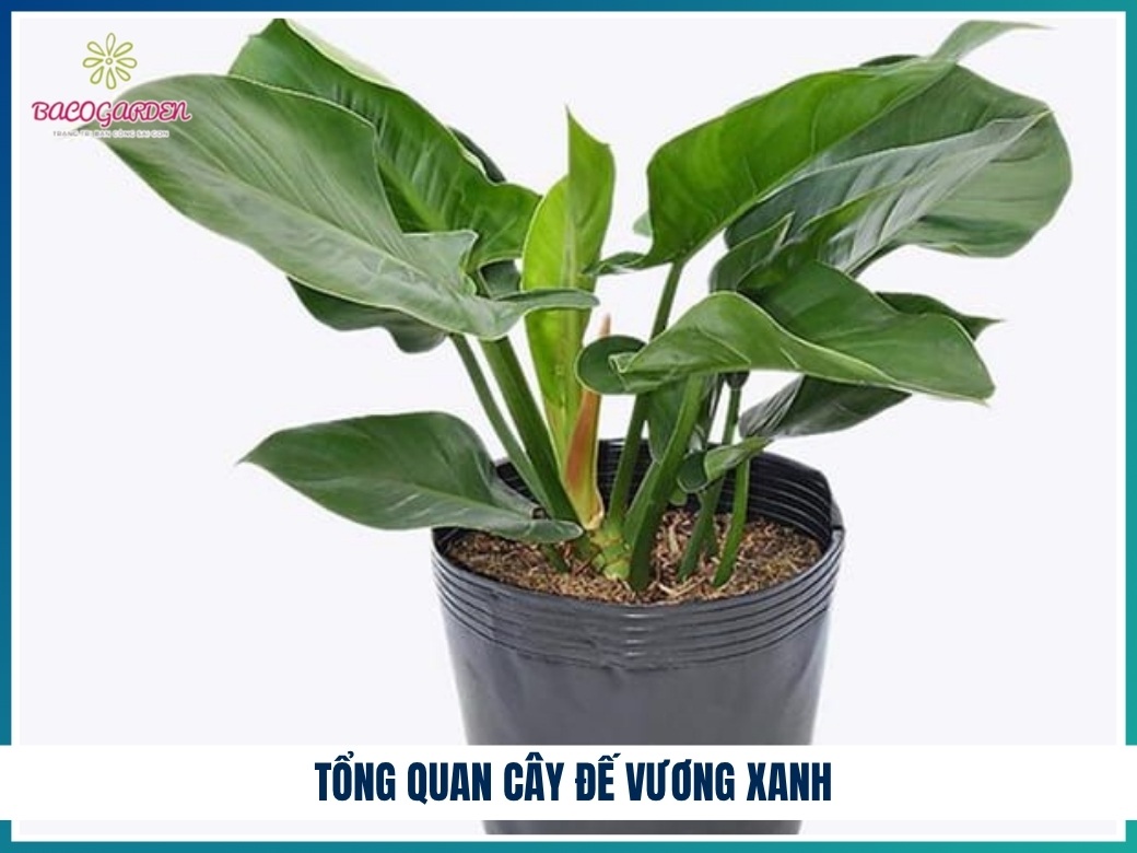 Tổng quan cây đế vương xanh