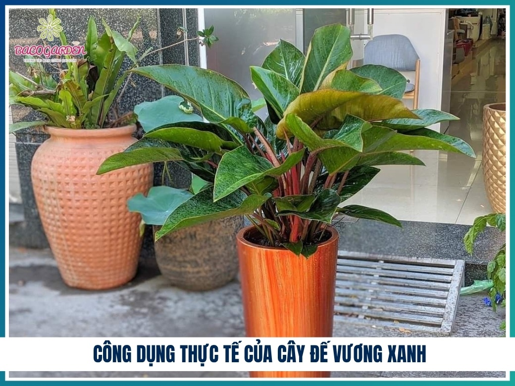 Công dụng thực tế của cây đế vương xanh