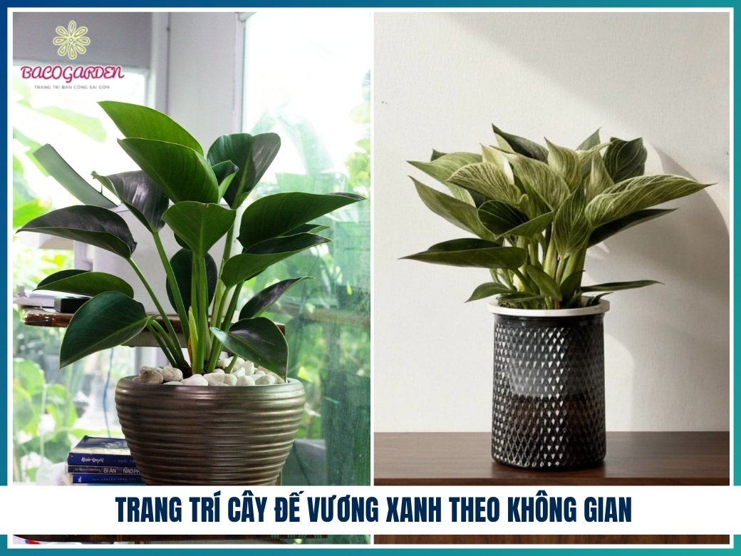 Trang trí cây đế vương xanh theo không gian