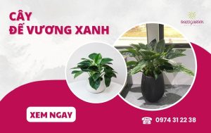 Cây đế vương xanh: Ý nghĩa công dụng & CÁCH TRỒNG