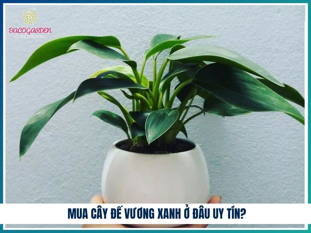Mua cây đế vương xanh ở đâu uy tín?