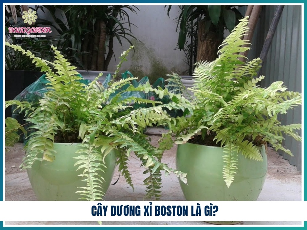 Cây dương xỉ Boston là gì?