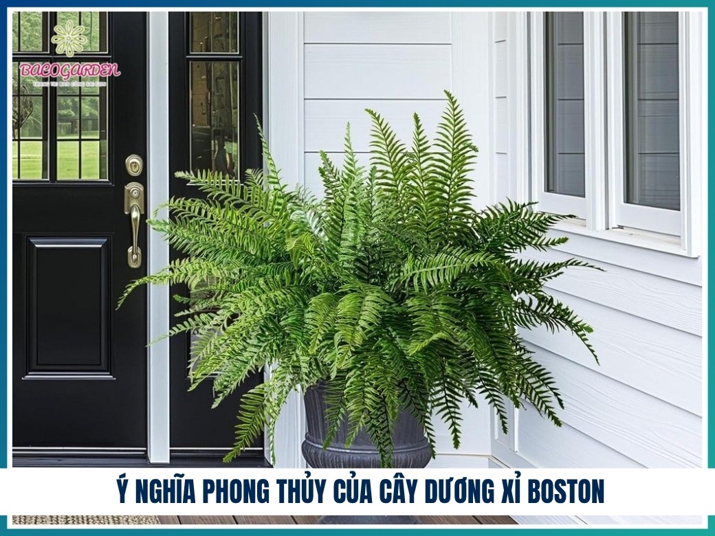 Ý nghĩa phong thủy của cây dương xỉ Bosto