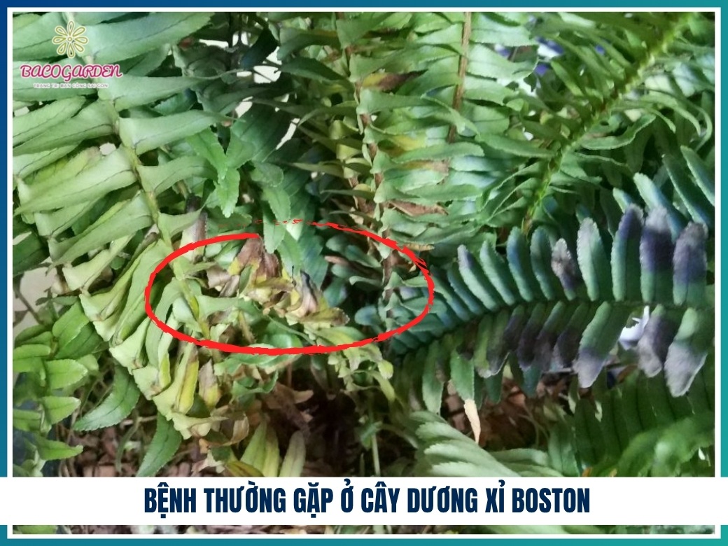 Các bệnh thường gặp ở cây dương xỉ Boston
