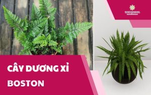 Cây dương xỉ Boston có tốt không? Cách trồng và CHĂM SÓC
