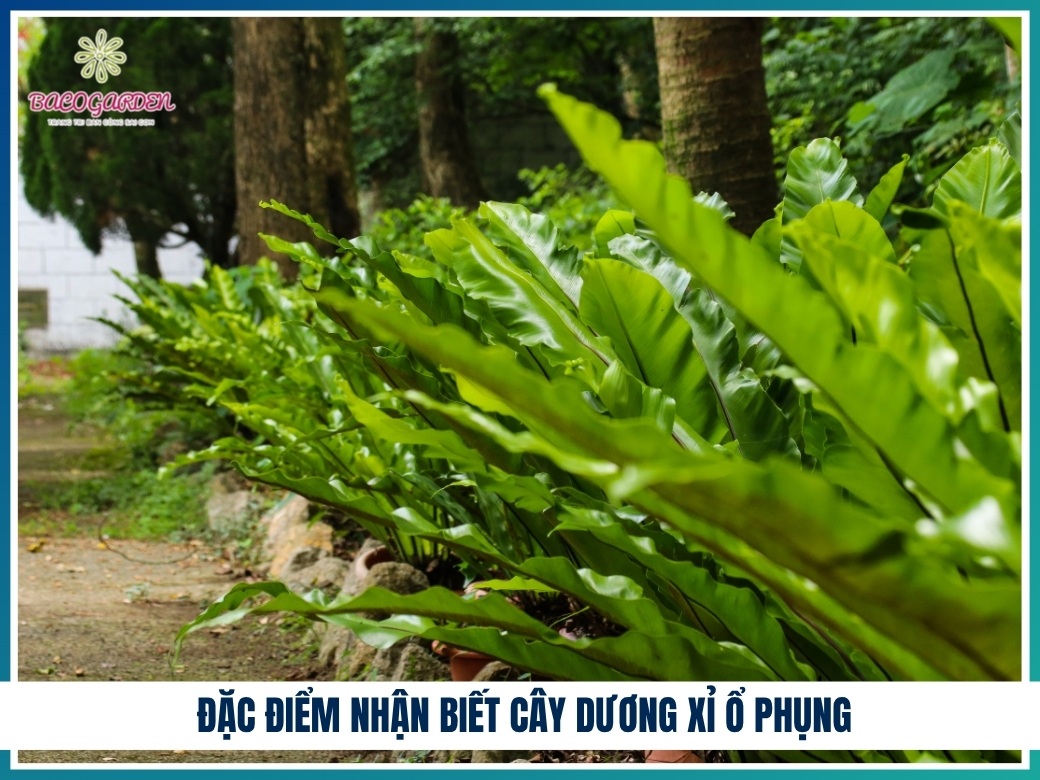 Đặc điểm nhận biết cây dương xỉ ổ phụng
