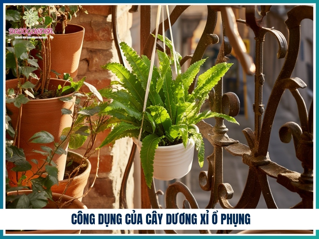 Công dụng của cây dương xỉ ổ phụng