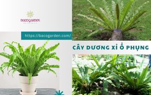 Cây dương xỉ ổ phụng là gì? Đặc điểm Ý NGHĨA cách trồng