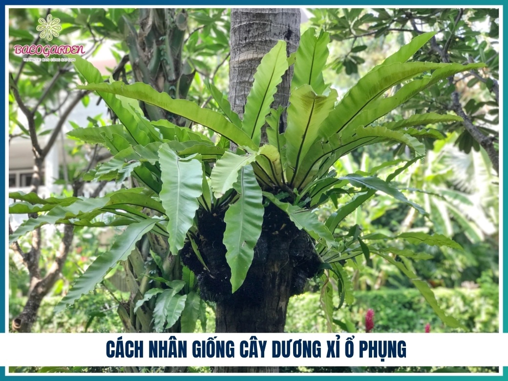 Cách nhân giống cây dương xỉ ổ phụng