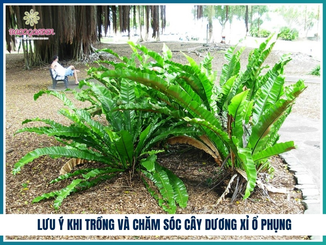 Lưu ý khi trồng và chăm sóc cây dương xỉ ổ phụng