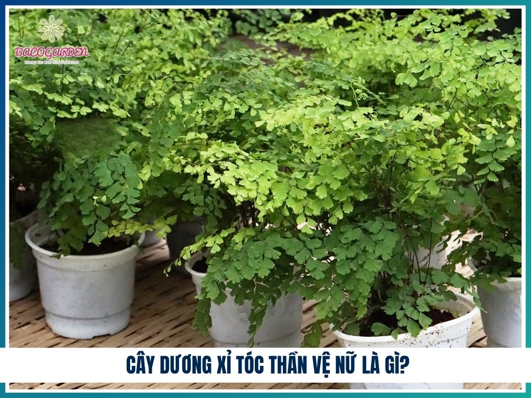 Cây dương xỉ tóc thần vệ nữ là gì?