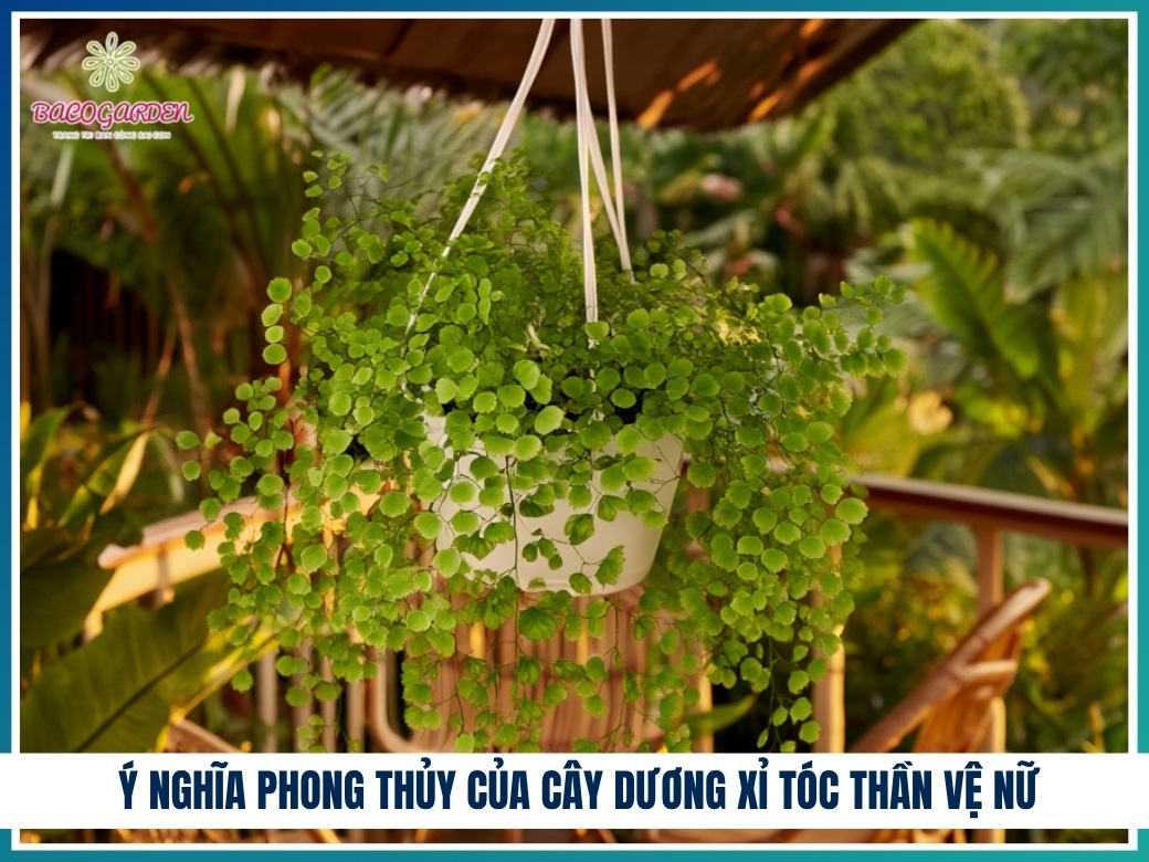 Ý nghĩa phong thủy của cây dương xỉ tóc thần vệ nữ