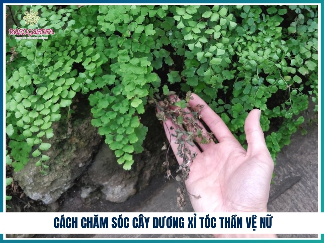 Cách chăm sóc cây dương xỉ tóc thần vệ nữ