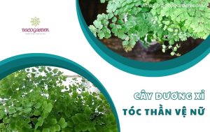 Cây dương xỉ tóc thần vệ nữ đẹp: Ý nghĩa và CÁCH TRỒNG