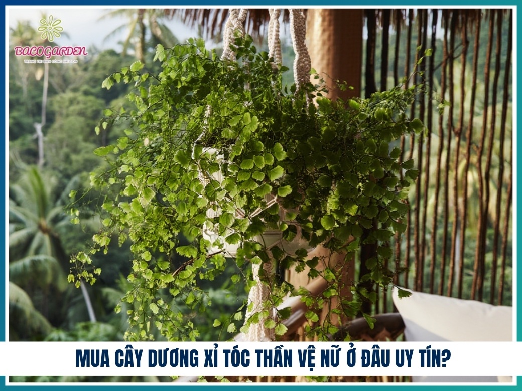 Mua cây dương xỉ tóc thần vệ nữ ở đâu uy tín?
