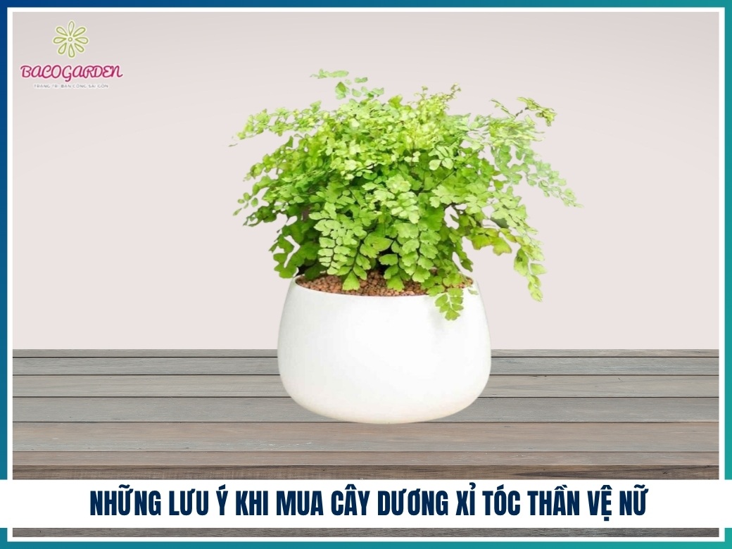 Những lưu ý khi mua cây dương xỉ tóc thần vệ nữ
