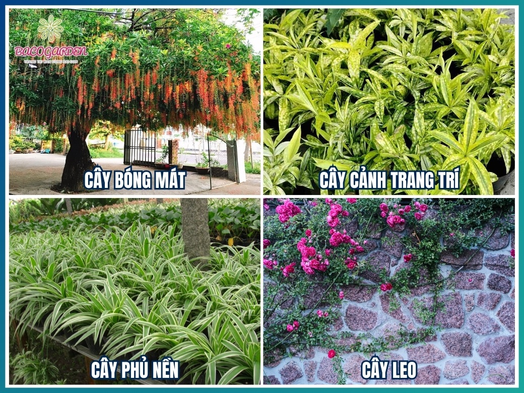 Phân loại cây trồng sân vườn biệt thự
