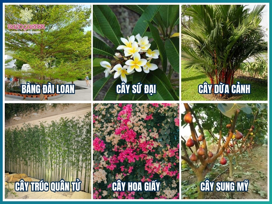 Các cây trồng sân vườn biệt thự được ưa chuộng