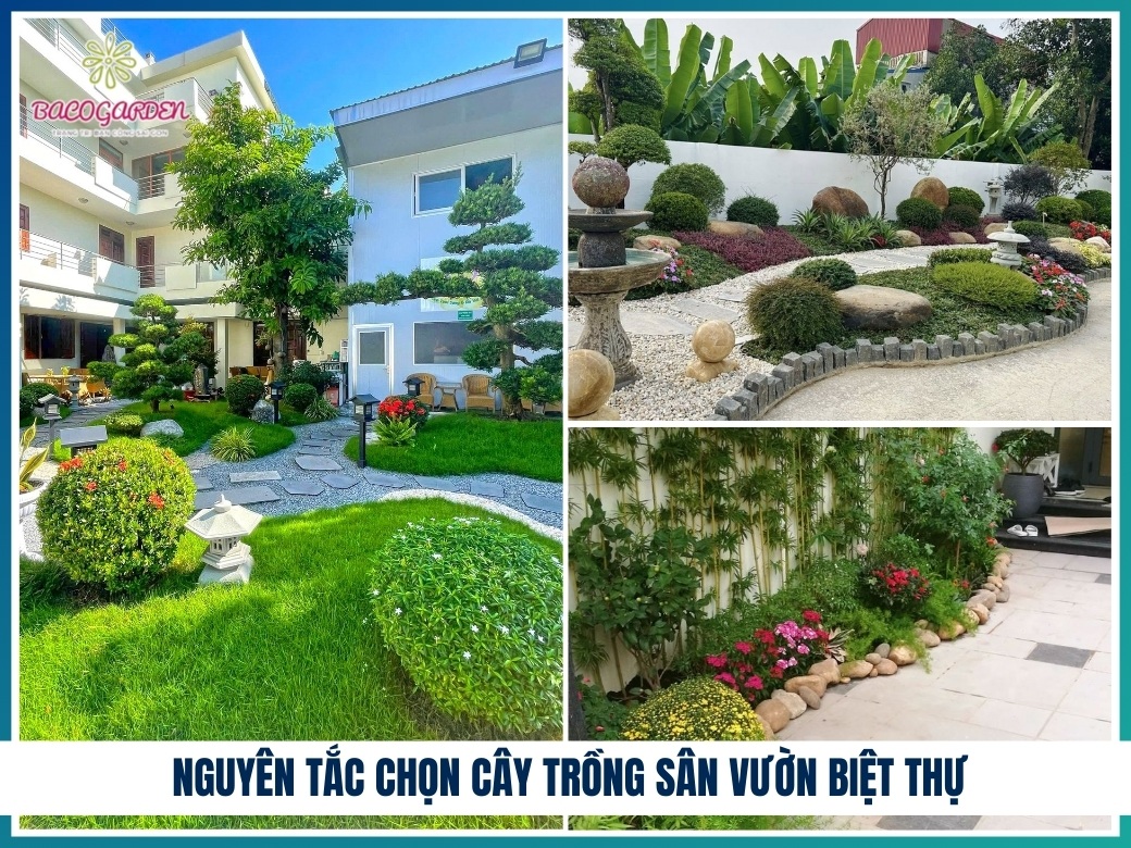 Nguyên tắc chọn cây trồng sân vườn biệt thự