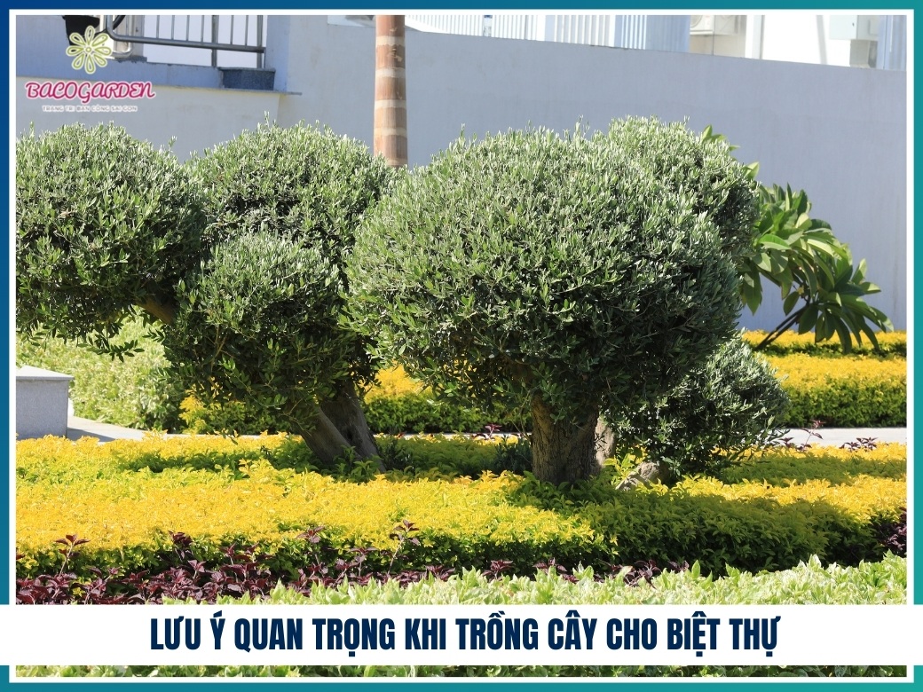 Những lưu ý quan trọng khi trồng cây cho biệt thự