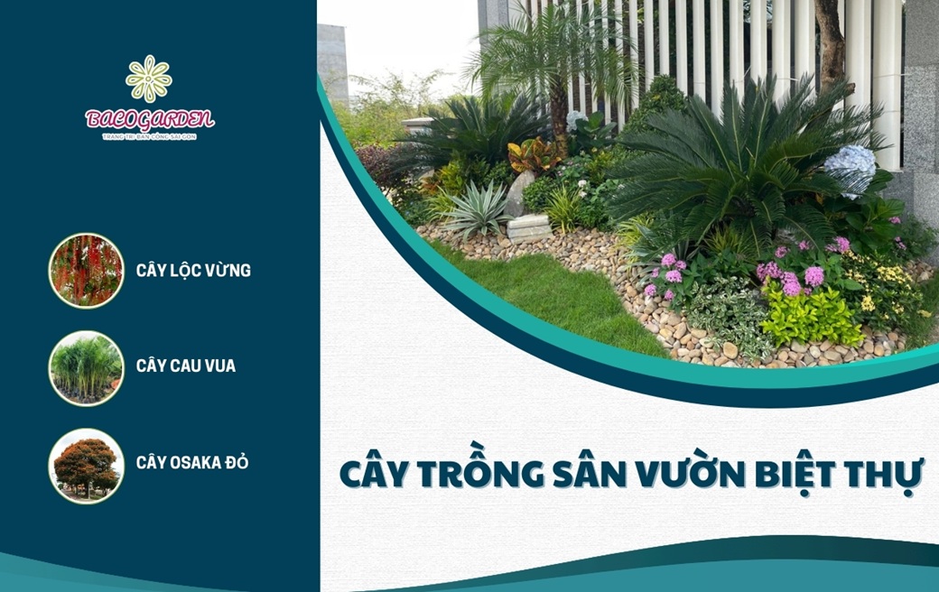 15+ loại cây trồng sân vườn biệt thự đẹp hợp PHONG THỦY