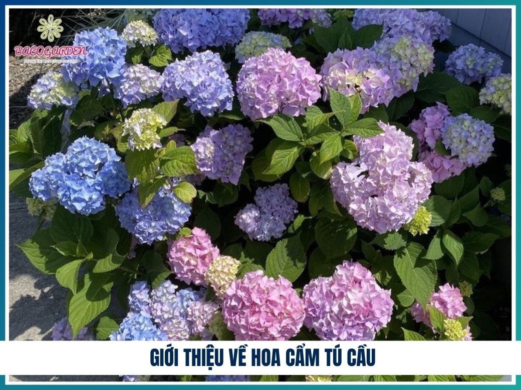 Giới thiệu về hoa cẩm tú cầu