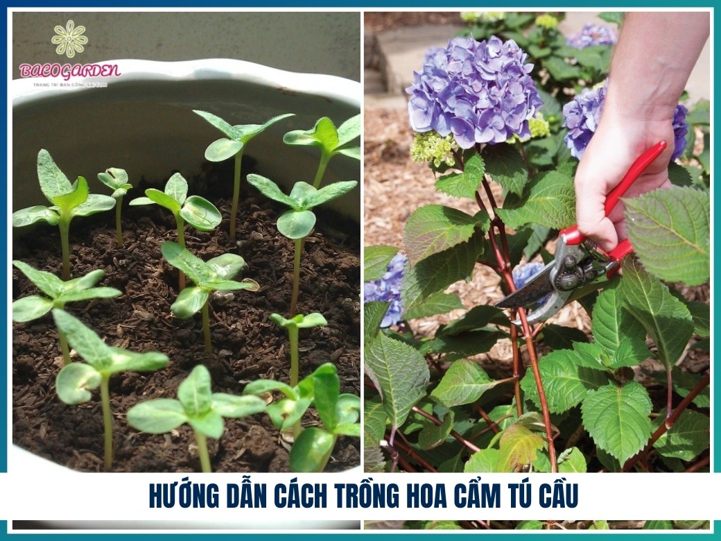 Hướng dẫn cách trồng hoa cẩm tú cầu