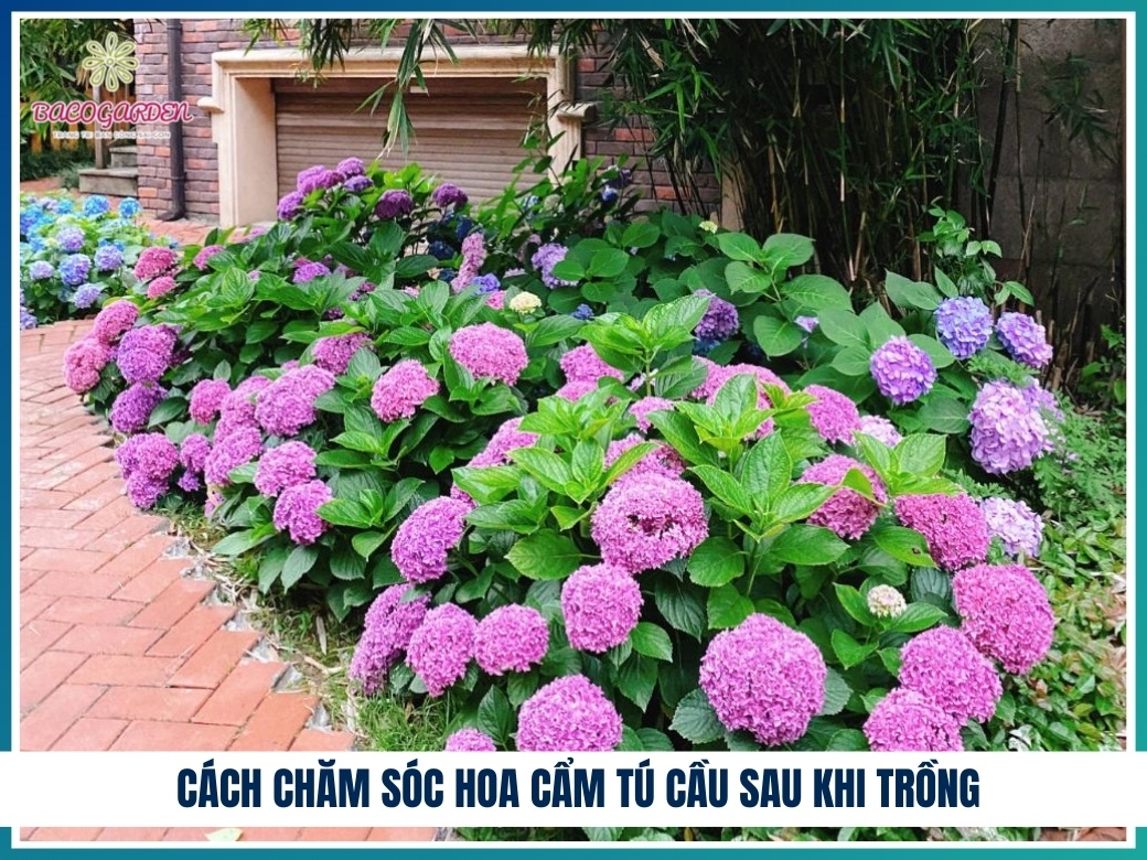 Cách chăm sóc hoa cẩm tú cầu sau khi trồng