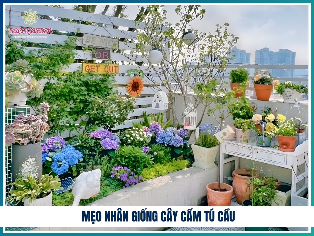 Mẹo nhân giống cây cẩm tú cầu