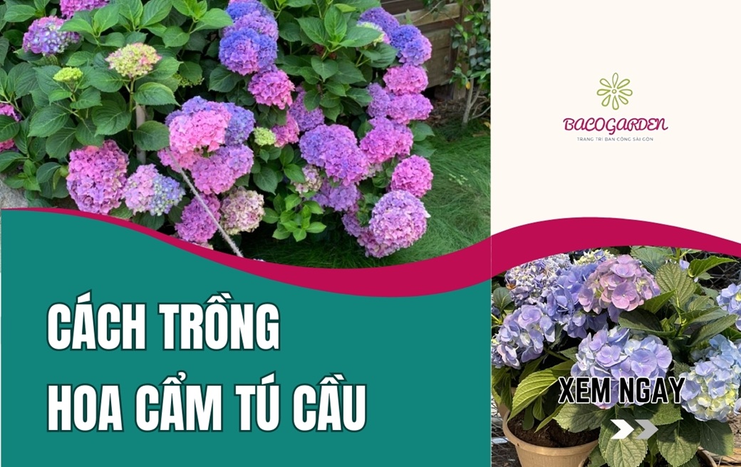 Cách trồng hoa cẩm tú cầu đúng kỹ thuật ra hoa TO ĐẸP