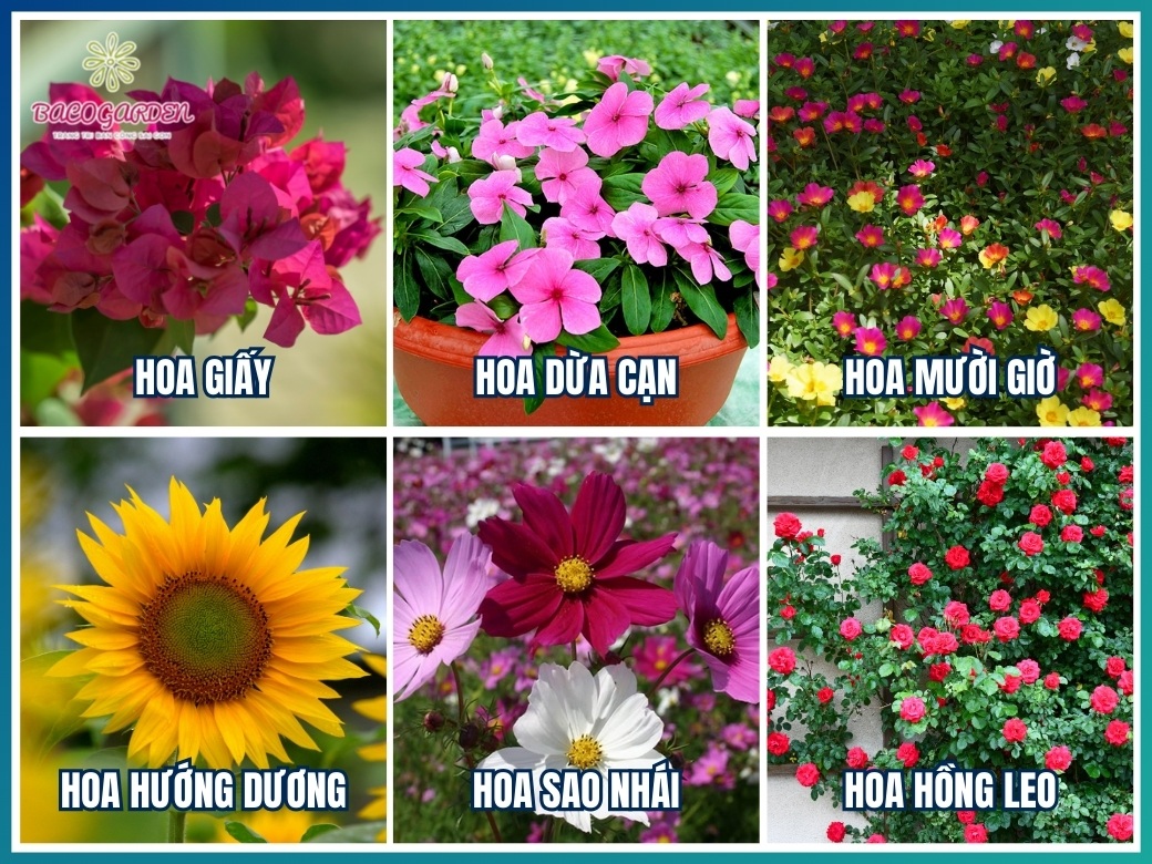 Các loại hoa trồng sân vườn đẹp dễ chăm nhất