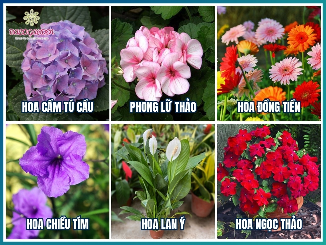 Các loại hoa trồng sân vườn đẹp dễ chăm nhất