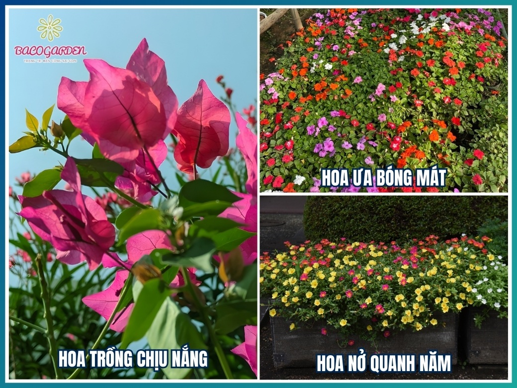 Phân loại hoa trồng sân vườn