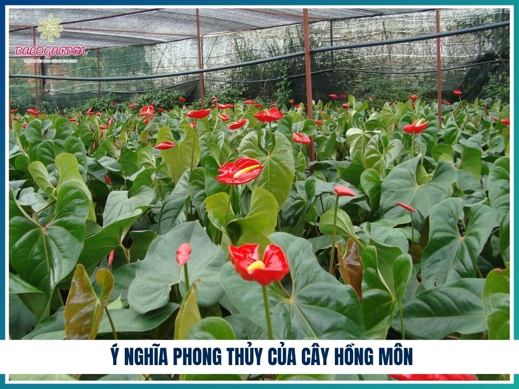 Ý nghĩa phong thủy của cây hồng môn