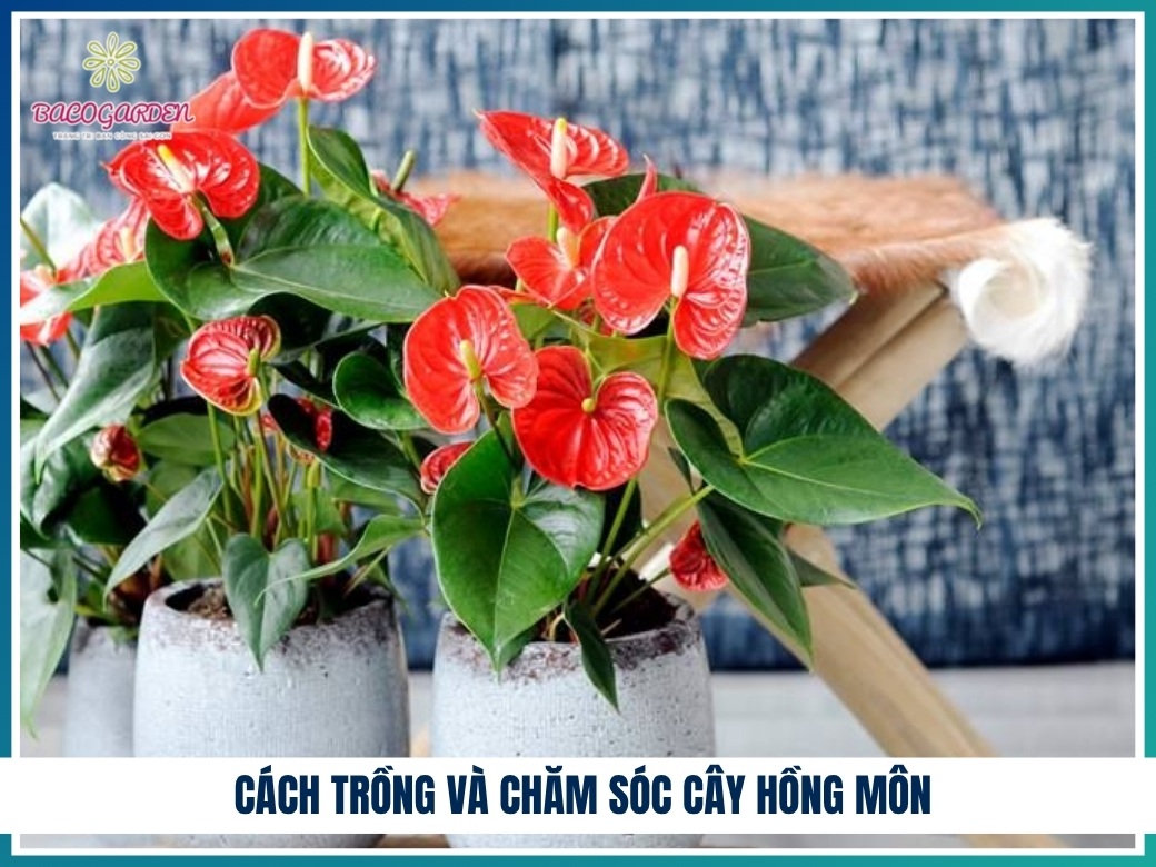 Cách trồng và chăm sóc cây hồng môn
