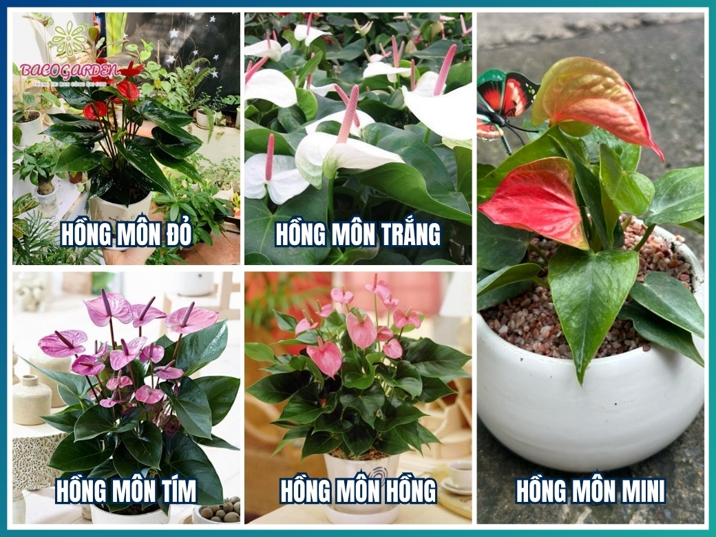 Các loại cây hồng môn phổ biến hiện nay