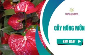 Cây hồng môn: Ý nghĩa cách trồng và CHĂM SÓC từ A-Z