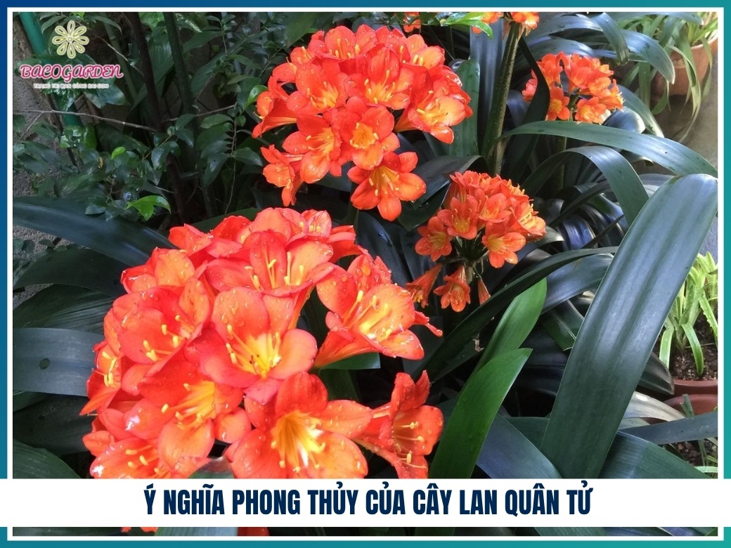 Ý nghĩa phong thủy của cây lan quân tử