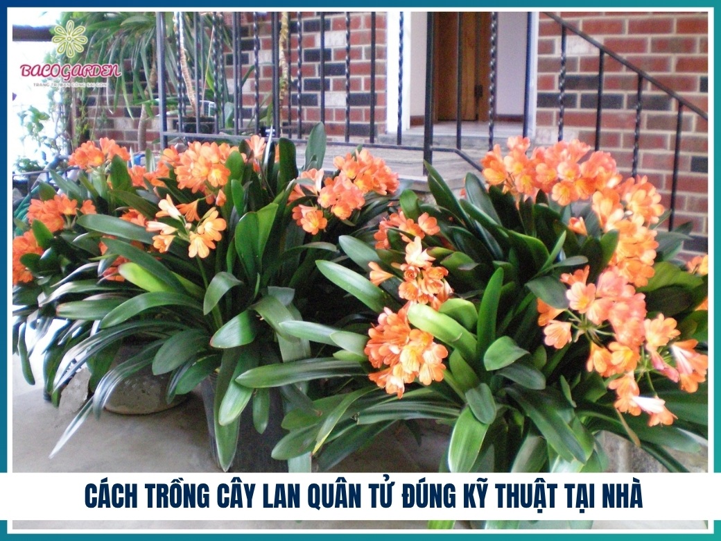 Cách trồng cây lan quân tử đúng kỹ thuật tại nhà