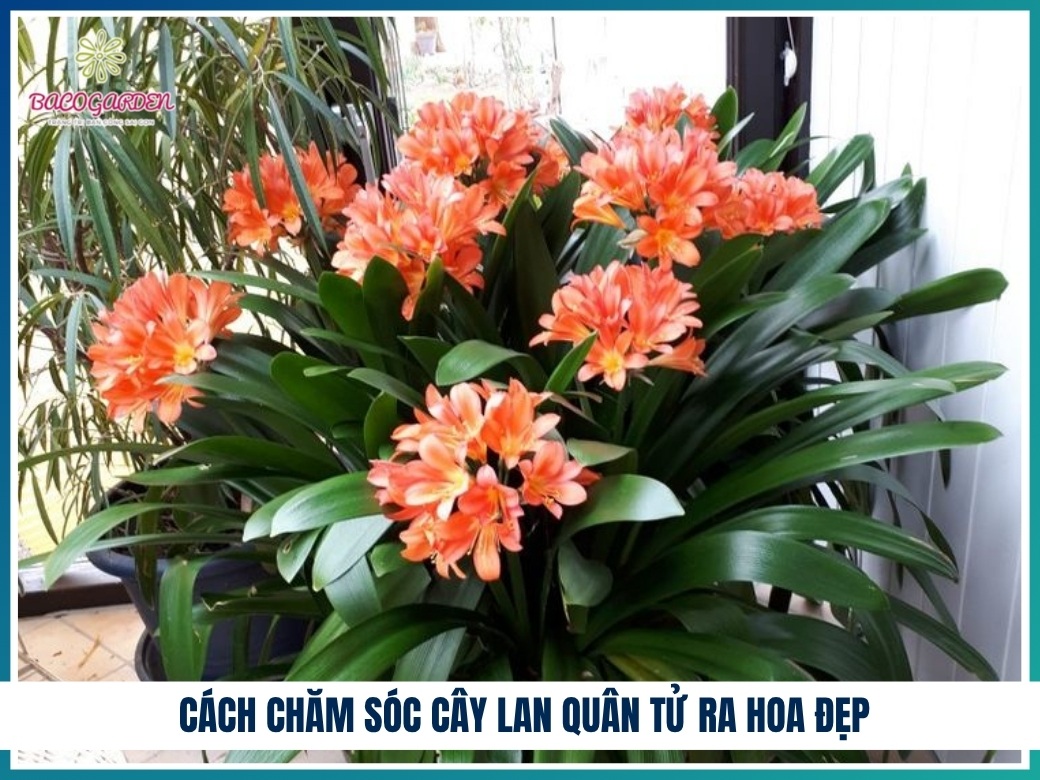 Cách chăm sóc cây lan quân tử ra hoa đẹp