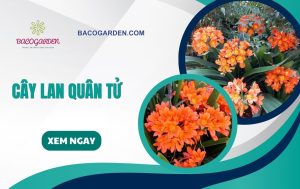 Cây lan quân tử: Đặc điểm ý nghĩa và cách CHĂM SÓC
