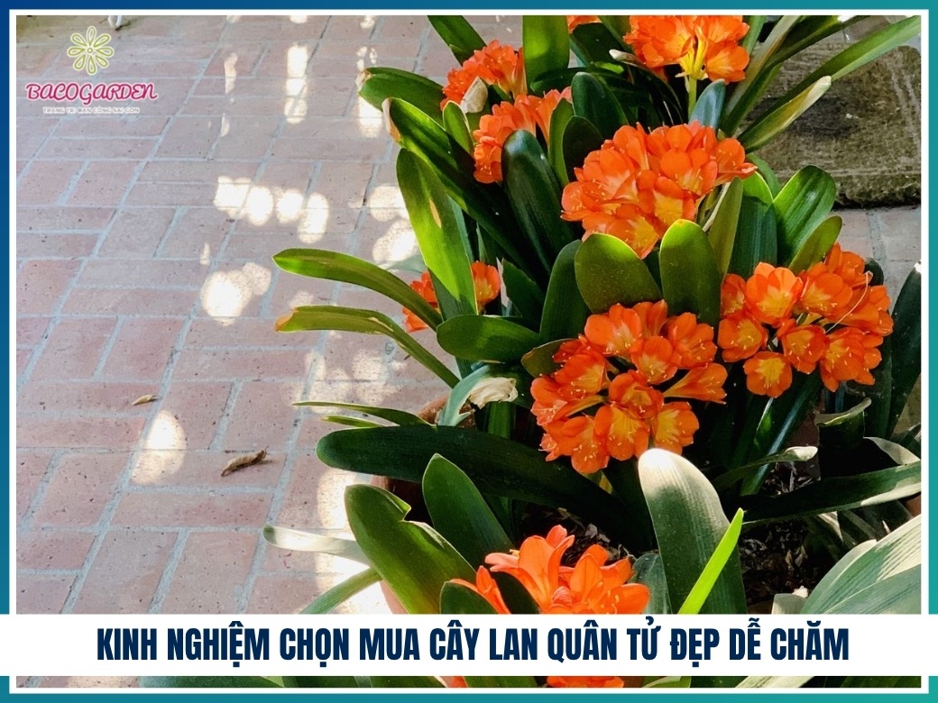 Kinh nghiệm chọn mua cây lan quân tử đẹp, dễ chăm
