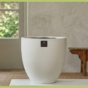 chậu composite vạn niên